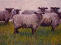 Schapen op de dijk