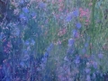 Bloeiende Campanula