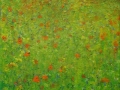 Veld-met-veldbloemen-30-x-30-cm-klein