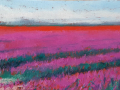 Tulpenveld op het Hoge Land 50 x 150 cm