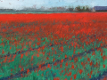 Tulpenveld op het Hoge Land 2 (rood) 50 x 150 cm