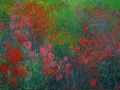 Veld-met-Rode-Dahlias